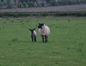 Sheep and lamb in a field